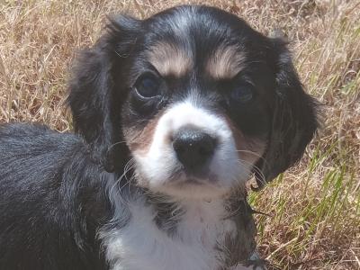 Border Collie x 3/4 Cavalier King Charles Spaniel pups in Wexford