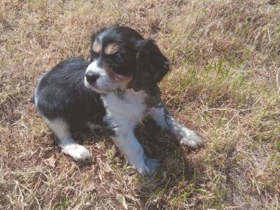 Border Collie x 3/4 Cavalier King Charles Spaniel pups in Wexford