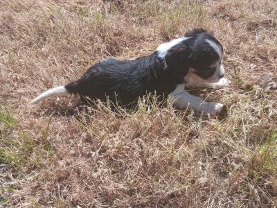 Border Collie x 3/4 Cavalier King Charles Spaniel pups in Wexford