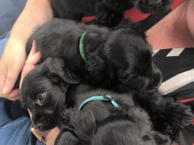 5 purebred Cocker Spaniel puppies in Clare