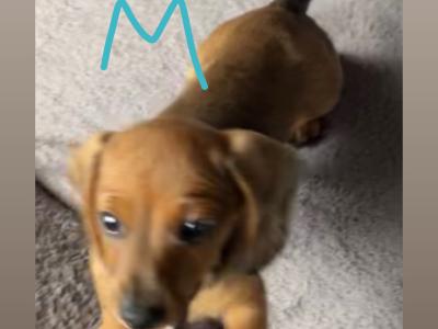 Mini Dapple Dachshund puppies available Now in Westmeath