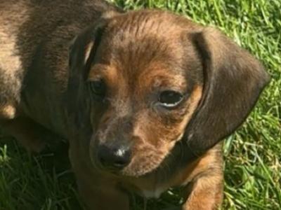 Mini Dapple Dachshund puppies available Now in Westmeath