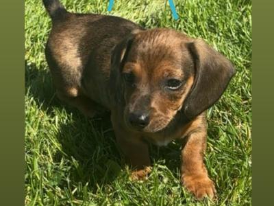 Miniature Dapple Dachshund puppies available now in Westmeath