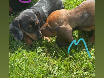Mini Dapple Dachshund puppies available Now in Westmeath