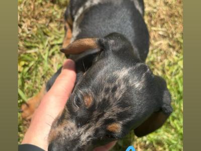 Mini Dapple Dachshund puppies available Now in Westmeath