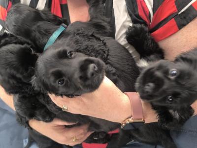 5 purebred Cocker Spaniel puppies in Clare