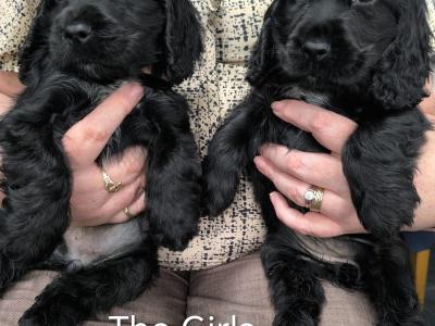 5 purebred Cocker Spaniel puppies in Clare