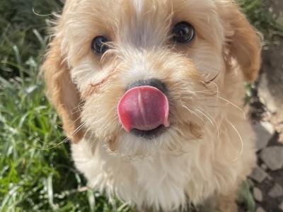 F1b Cavachon puppies in Carlow