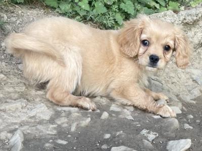 F1b Cavachon puppies in Carlow