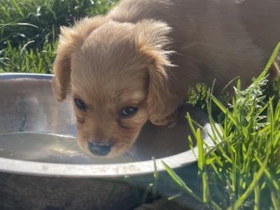 F1b Cavachon puppies in Carlow