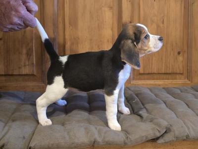 Beagle puppies in Cork