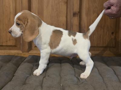 Beagle puppies in Cork