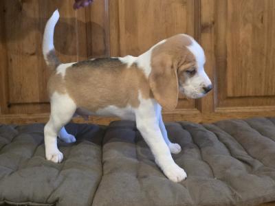 Beagle puppies in Cork