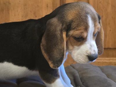 Beagle puppies in Cork