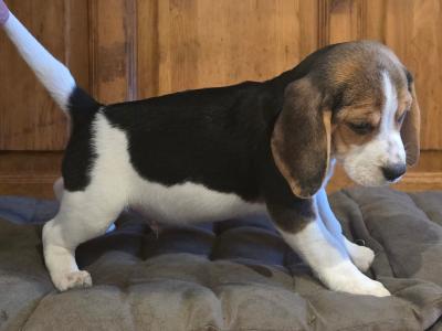 Beagle puppies in Cork