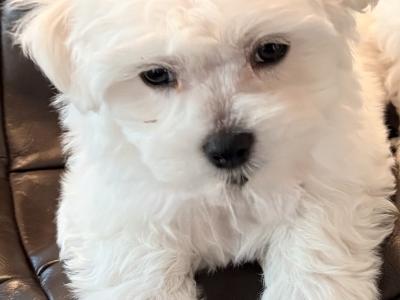 # ALL GONE # Purebred Miniature Maltese puppies (Roscommon/Galway