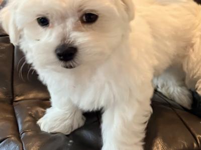 # ALL GONE # Purebred Miniature Maltese puppies (Roscommon/Galway