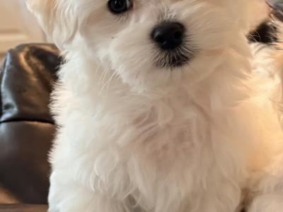 # ALL GONE # Purebred Miniature Maltese puppies (Roscommon/Galway