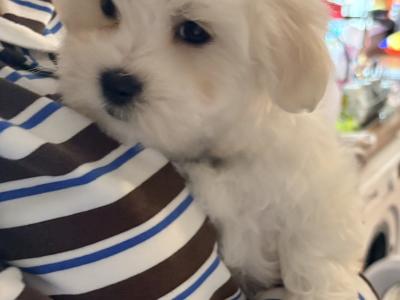# ALL GONE # Purebred Miniature Maltese puppies (Roscommon/Galway