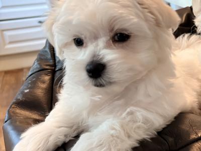 # one beautiful boy left # Purebred Miniature Maltese puppies (Roscommon/Galway