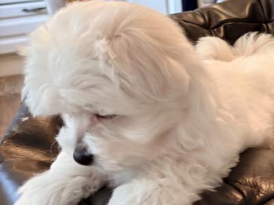 # ALL GONE # Purebred Miniature Maltese puppies (Roscommon/Galway