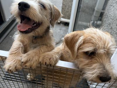 Irish Glen of Imaal Terrier puppies in Dublin