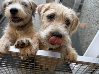 Irish Glen of Imaal Terrier puppies in Dublin