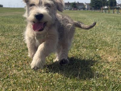 Irish Glen of Imaal Terrier puppies in Dublin