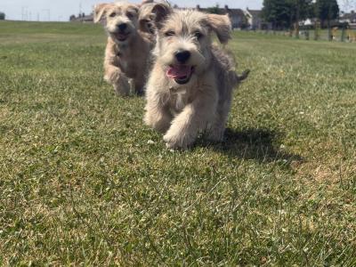 Irish Glen of Imaal Terrier puppies in Dublin