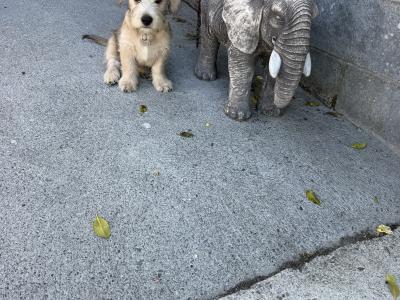 Irish Glen of Imaal Terrier puppies in Dublin