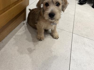 Irish Glen of Imaal Terrier puppies in Dublin