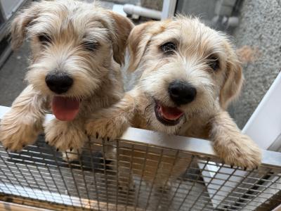 Irish Glen of Imaal Terrier puppies in Dublin