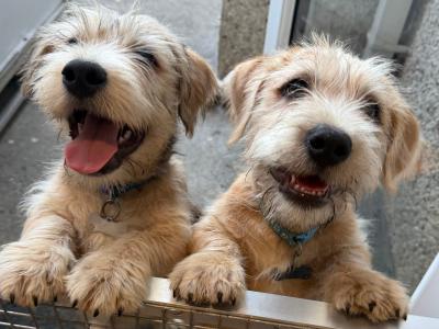 Irish Glen of Imaal Terrier puppies in Dublin