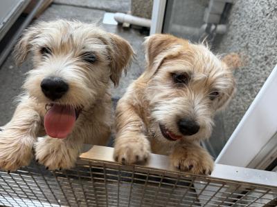 Irish Glen of Imaal Terrier puppies in Dublin
