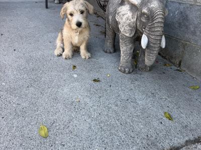 Irish Glen of Imaal Terrier puppies in Dublin