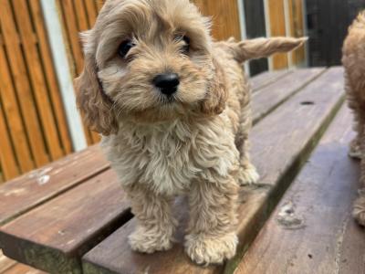Cavapoo puppies in Kilkenny
