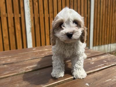 Cavapoo puppies in Kilkenny