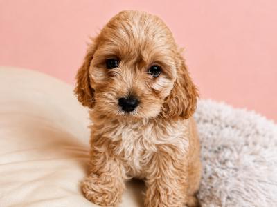 Cavapoo puppies in Kilkenny