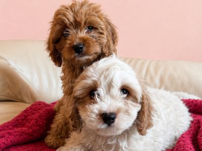 Cavapoo puppies in Kilkenny