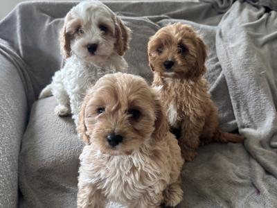 Cavapoo puppies in Kilkenny