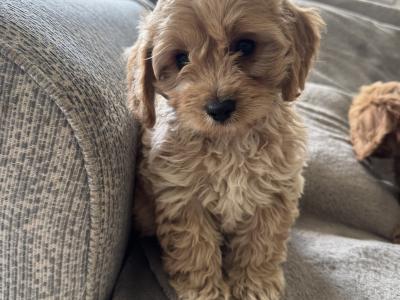 Cavapoo puppies in Kilkenny