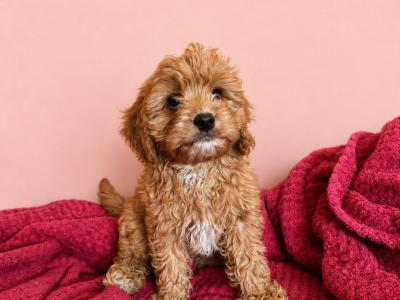 Cavapoo puppies in Kilkenny