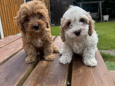 Cavapoo puppies in Kilkenny