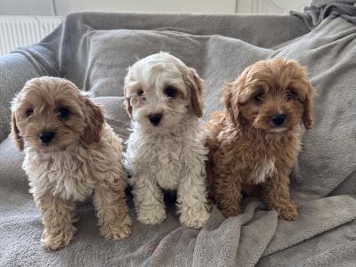 Cavapoo puppies in Kilkenny