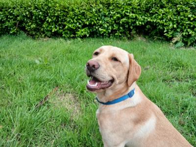 Beautiful female Golden Labrador puppy 8 months old in Cork