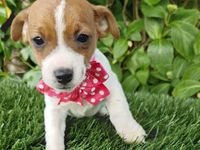 Jack Russell puppies in Wexford