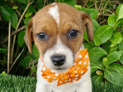 Jack Russell puppies in Wexford