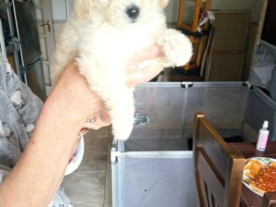 Poodle & Shih Tzu puppies in Mayo