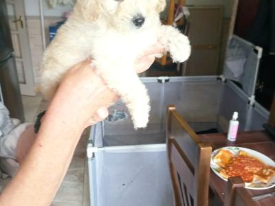 Poodle & Shih Tzu puppies in Mayo
