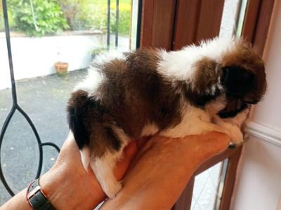 Poodle & Shih Tzu puppies in Mayo
